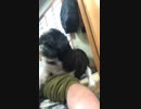 [お願い]no2ご飯ちょうだい Give me some rice3月15日2022