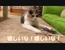 猫のもかちん！術後経過！