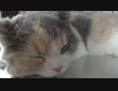 子猫時代の もかちん........