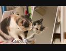 わわっ！後ろに誰かいるの？猫と鏡