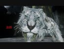 【ダークソウル２】アーヴァ戦で勝ちを急いで敗北するおむこZ【切り抜き】