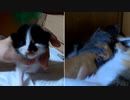 お薬後は必ず母乳を味わう子猫たち…少し争奪戦
