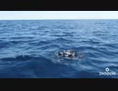 フランス製の水に浮く防水ドローン「DIODON HP30」