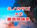 ミノカサゴ・キンメモドキ！沖縄ダイビング