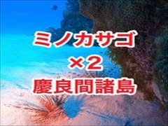 ミノカサゴ・キンメモドキ！沖縄ダイビング