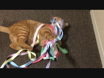 新しいオモチャに歓喜する猫【お礼動画】