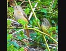 異種仲良し?野鳥の激レアな組み合わせ2ショット