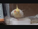 インコ氏のお食事風景