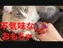 【猫】トイレで爆睡する子猫をもふり起こし、不気味なおもちゃで機嫌をとろうと試みる【ユル日記】