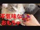 【猫】トイレで爆睡する子猫をもふり起こし、不気味なおもちゃで機嫌をとろうと試みる【ユル日記】