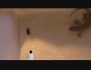 ヤモリの食事　Gecko meal