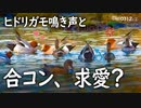 0312C①【ヒドリガモの求愛行動?】カワセミ飛び込み。野鳥の鳴き声5種、シジュウカラ、ハクセキレイなど。ジョウビタキとアオジの稀に良くある共演【野鳥撮影】　#ヒドリガモ　#身近な生き物語　#野鳥撮影