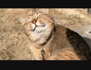 春の日差しが気持ち良すぎたようです