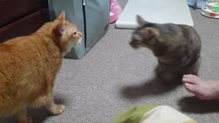 拾いねこ＠生後3541/3508日目　まーきんぐ