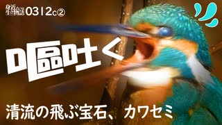 野鳥観察0312C②【カワセミの舌と口の中】鳴き声2羽接近。ペリットどアップ綺麗。ウグイスとハクセキレイの鳴き声【身近な生き物語】鶴見川水系恩田川　#カワセミ　#身近な生き物語　#ペリット