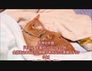 愛のために死す１２