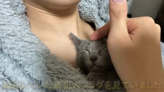 【甘えん坊】飼い主の服の中でリラックスする子猫ロイぽん【ロイぽん】