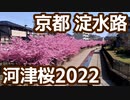 【京都自転車観光】淀水路、淀緑地の河津桜。行き方と花見