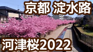 【京都自転車観光】淀水路、淀緑地の河津桜。行き方と花見