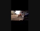 猫島ではみんなが支え合って成り立っている#Shorts 【野良猫】【感動猫】