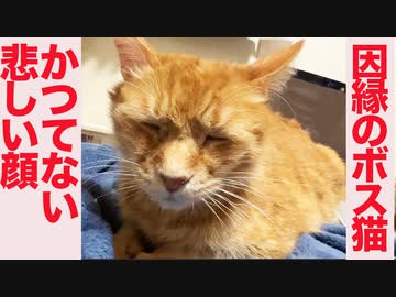 かつてない悲しい顔で鍼を受けるボス猫