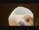 子猫のおやつ獲得方法がこちら。