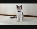 癒し１００％猫のかわいい遊び方がこちら。