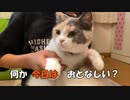 子猫は良く寝ます。家族になれば分かります