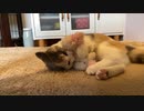 ねこ列車出発ーつ！洗濯されちゃうよ