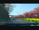 河津桜の並木を走り抜けてみた動画