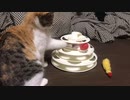 3coinsのおもちゃで遊ぶ渋子のその後・・・