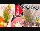 例の10mまで育つはずだったシマトネリコの異変に気づくみこち