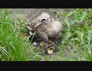 カルガモ親子の雛が置き去りにされる瞬間