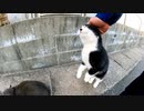 飛び上がって撫でられる野良猫が可愛過ぎる