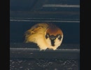屋根の隙間で動かないスズメ　#スズメ　#雀　#sparrow