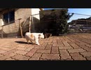 猫島で喧嘩をすると撮影されてしまう【野良猫】【感動猫】