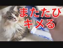 【猫】冷めきったノルウェージャンの子猫をデレさせるべくまたたびをキメさせようと試みる【ユル日記】