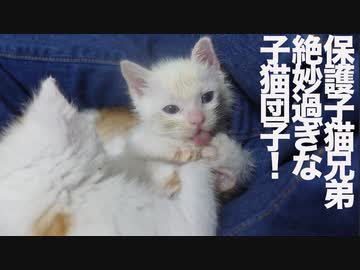 保護子猫3兄弟、絶妙すぎる子猫団子を披露する