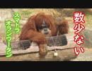 数少ないスマトラオランウータン(東山動植物園)