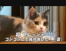 猫は超綺麗好きですよ。