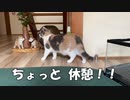 絶対たべないよ 仲良し金魚。