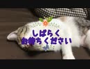 リスナーさんに作ってもらったOP渋子