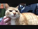 猫の耳は柔らかい
