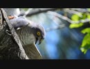 【猛禽類】タカ科ツミの交尾と直後のメスの鳴き声　Japanese Sparrowhawk / Accipiter gularis