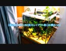 【最近の】30CUBE流木レイアウト他【水槽まとめ】