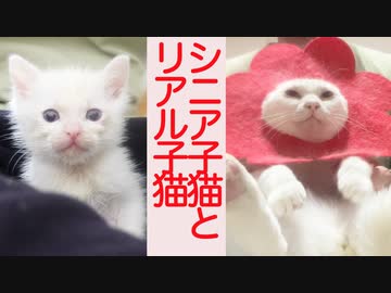 ミニミニ子猫保育園、シニア子猫がやらかす