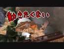 動きたくないガーゴイルゲッコー