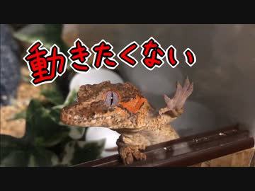 動きたくないガーゴイルゲッコー