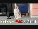 子猫の考えがまったく読めない主がこちら。