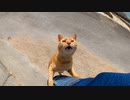 帰ろうとすると野良猫にしがみついて引き止められた
